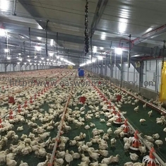 고온 침지는 닭을 경작하기 위한 자동 가금류 축산업 장비를 활성화했습니다